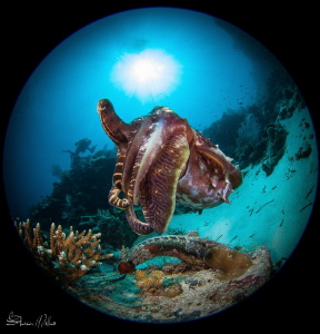 Squid Power by Steven Miller 